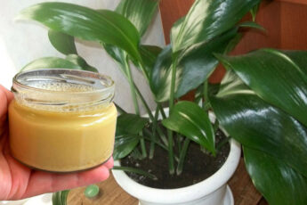 Как правильно подкармливать комнатные растения дрожжами, чтобы они быстро росли и не сохли