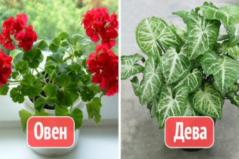 Как выбрать комнатные растения по знаку зодиака