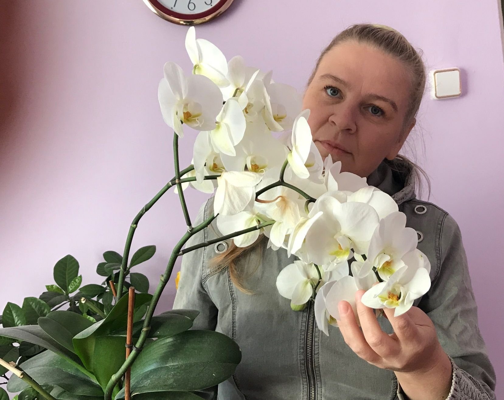 3 коварные ошибки, из-за которых орхидеи не цветут шапками круглый год