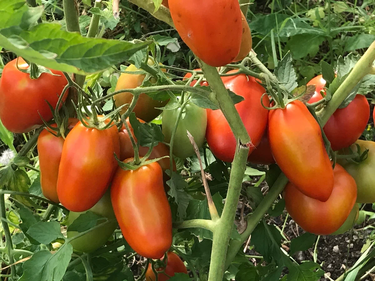 Нашла помидоры, которые никогда ничем не болеют - выращиваю эти 3 сорта и не нарадуюсь