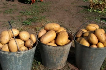 Как получить хороший урожай картофеля на зависть всем соседям в следующем году