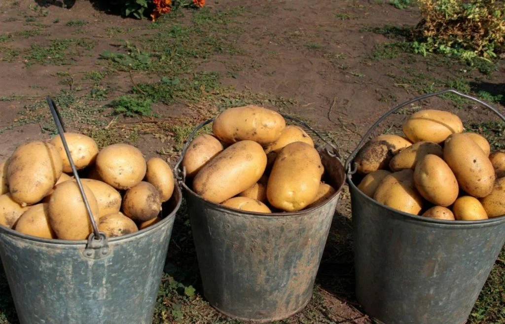 Как получить хороший урожай картофеля на зависть всем соседям в следующем году