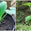 Всего 1 куст кабачка кормит всю семью. Больше даже не нужно сажать