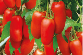 Томаты для ленивых. 3 сорта томатов не требующих формирования и подвязывания