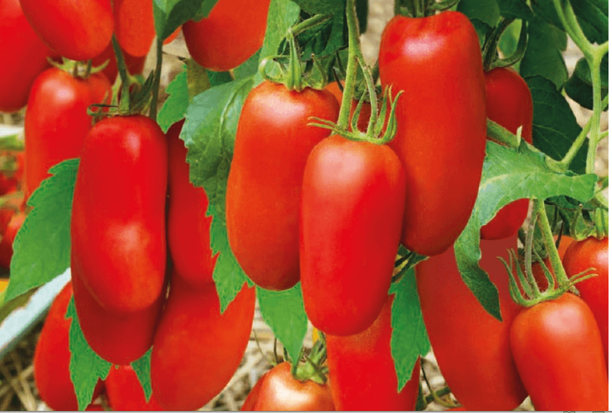 Томаты для ленивых. 3 сорта томатов не требующих формирования и подвязывания