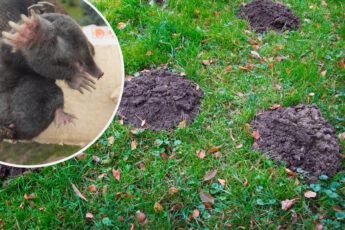 Как избавиться от кротов, быстро и на долго. Больше вы их не увидите у себя на участке