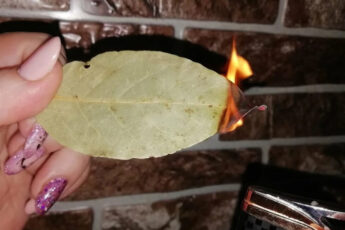 Зачем жечь лавровые листья дома. Должна знать каждая хозяйка