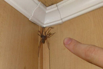 Пауки появляются в доме не просто так: есть две основные причины