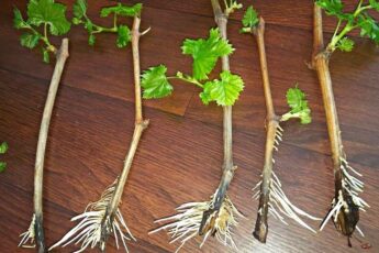 Одно яйцо и черенки пустят корни. Рассказываю, как приготовить полностью натуральный раствор для появления корней из яиц