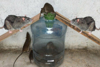 Как прогнать мышей из дома раз и навсегда. Есть один секрет