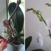 Орхидея отцвела: что надо сделать, чтоб как можно быстрей появились новые цветы