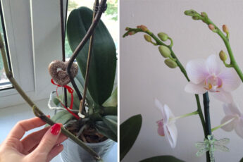 Орхидея отцвела: что надо сделать, чтоб как можно быстрей появились новые цветы