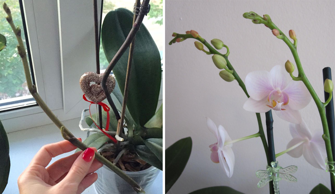 Орхидея отцвела: что надо сделать, чтоб как можно быстрей появились новые цветы