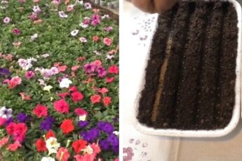 Таким образом сею петунию уже более 10 лет, и всходы всегда получаются дружные