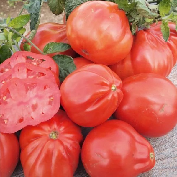 Любимый томат - сочный, вкусный фаворит любого огорода