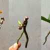 Обычная кулинарная приправа: средство, способное вернуть к жизни самую безнадежную орхидею