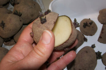 Как подготовить картофель к посадке, чтобы собрать большой урожай в этом году