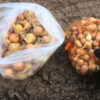Как правильно сажать лук-севок весной для большого урожая. Берите на заметку