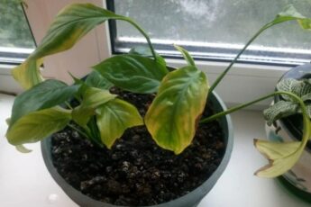 Спасла комнатные цветы – простой способ оживить растения, если они начали увядать (работает безотказно)