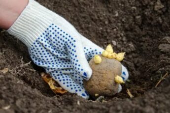 Как посадить картошку голландским способом без последующего её окучивания и прополки