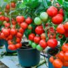 Популярные ошибки при выращивании томатов. Их уже не модно допускать