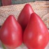 Любимцы публики – томаты с «носиком». Вкусные и урожайные сорта которые я сажаю ежегодно