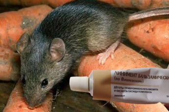 Как прогнать мышей с погреба. Быстрый и эффективный метод