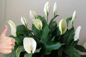 7 секретов по уходу за цветком «Женское счастье». Всегда будет большим и красивым