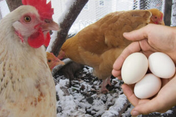 Что нужно сделать, чтобы повысить яйценоскость кур. Не будете знать куда девать яйца