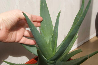 Как правильно ухаживать за алоэ вера и чего нельзя делать, чтобы не погубить растение