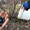 Подкормка черной смородины в начале весны: как правильно это делать и какое удобрение вносить