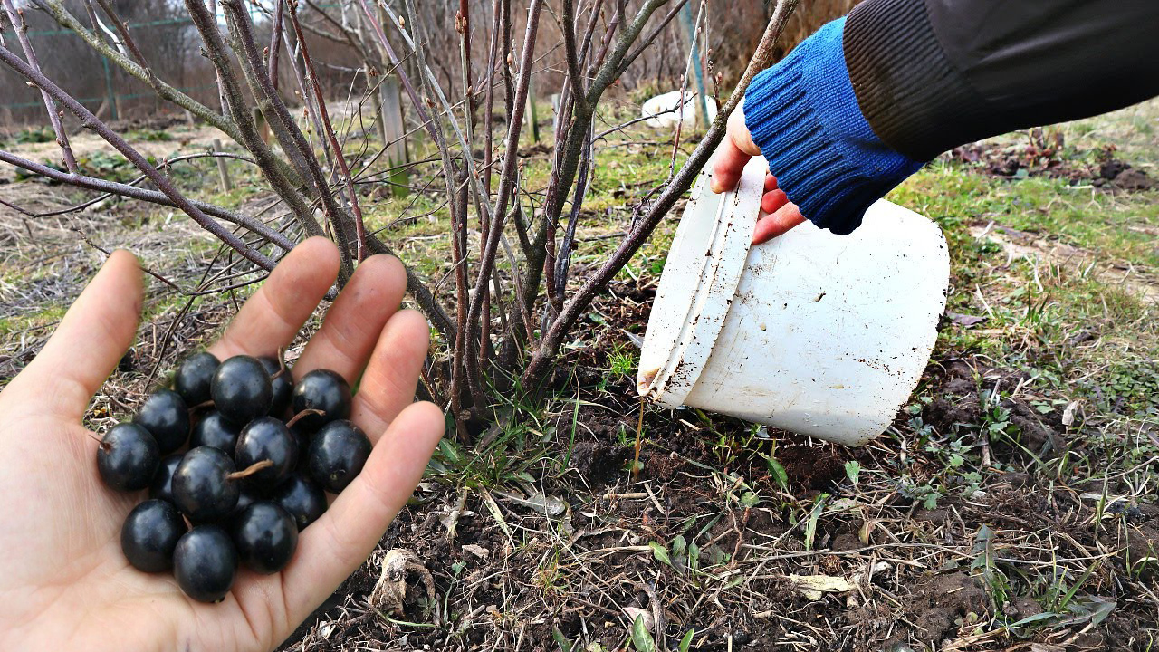 Подкормка черной смородины в начале весны: как правильно это делать и какое удобрение вносить