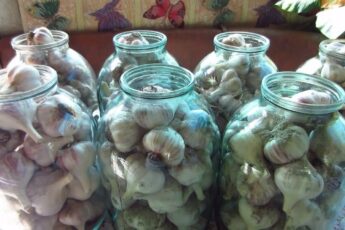 Лучший способ хранения чеснока. Может годами так лежать