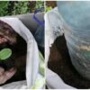 Фирменный способ посадки кабачков и огурцов: будете собирать овощи мешками даже в холодное лето
