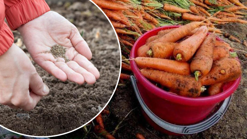 В какие дни апреля лучше всего сажать морковь, чтобы урожай был на загляденье