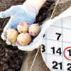 В какие дни апреля и мая лучше сажать картошку, чтобы иметь большой урожай