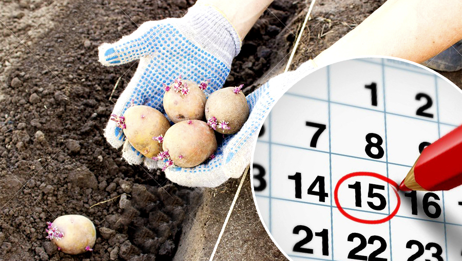 В какие дни апреля и мая лучше сажать картошку, чтобы иметь большой урожай