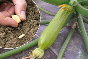 Как правильно и когда сажать кабачки весной, чтобы иметь ранний урожай