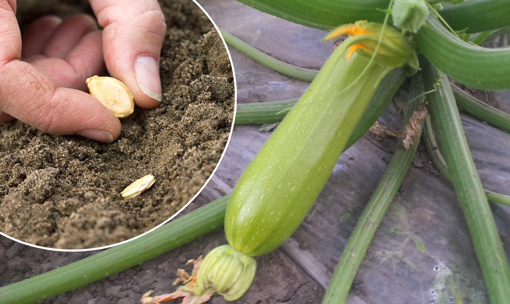 Как правильно и когда сажать кабачки весной, чтобы иметь ранний урожай