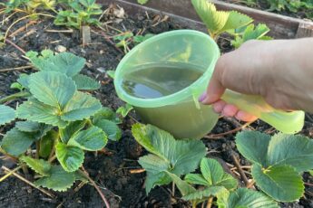 Как подкормить клубнику дрожжами, чтобы было много завязей