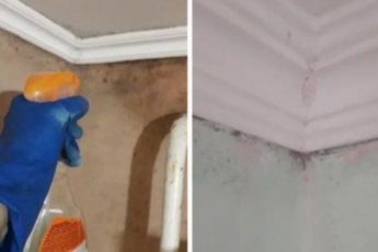 Как я быстро избавилась от плесени в любом уголке своего дома