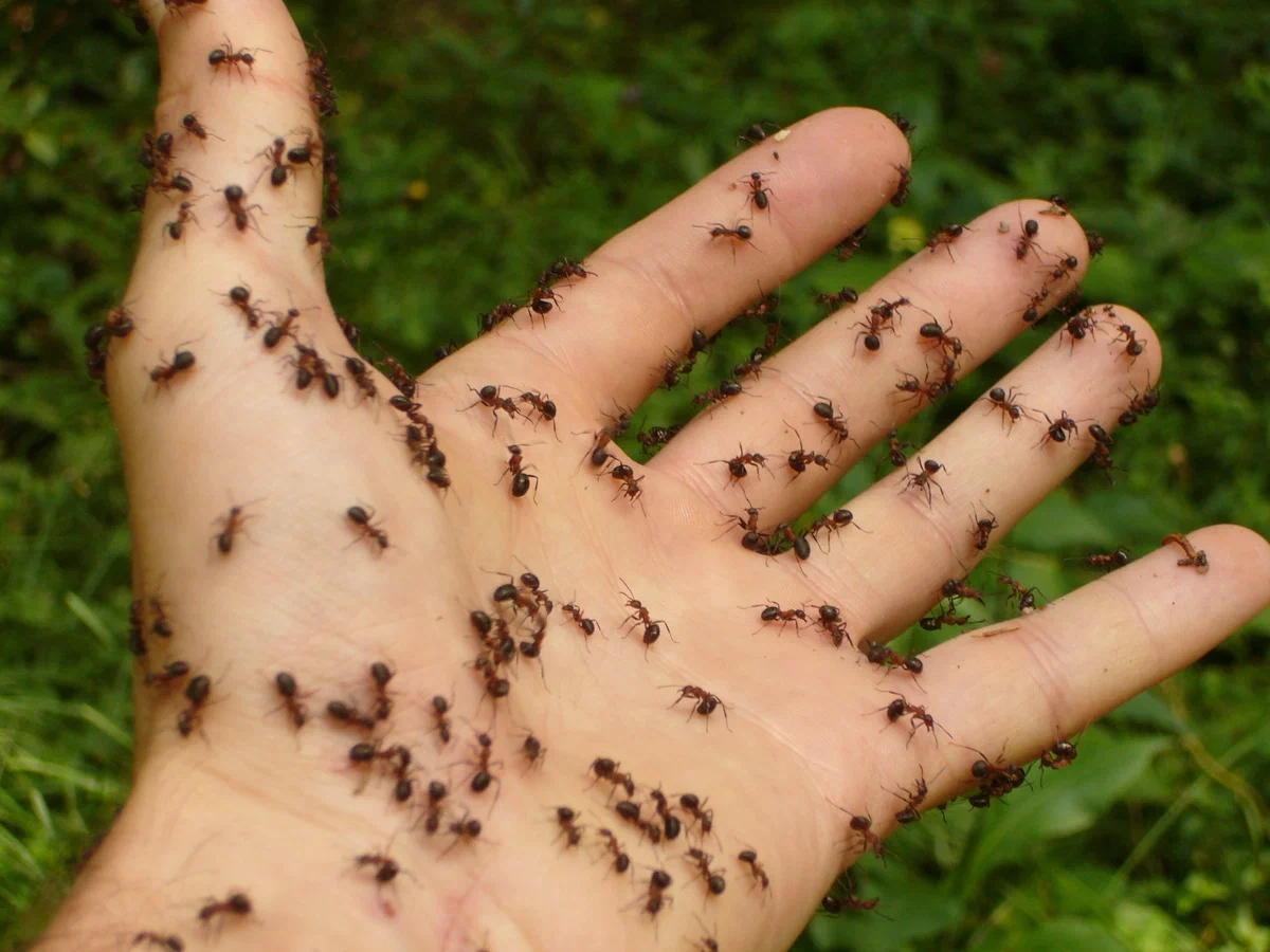 Как избавиться от муравьев на участке? Уйдут сами из-за двух растений. Проверено!