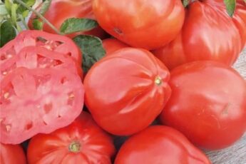 Из года в год сажаю любимый томат: мясистый, сочный и вкусный, фаворит любого огорода