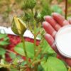 Пищевая сода спасает розы и другие растения от вредителей