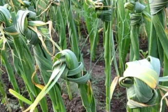 Зачем завязывают чеснок в узел: эффективный старинный способ для повышения урожайности