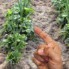 Хорошие сосед клубники: что посадить между кустами для большого урожая и защиты от слизней