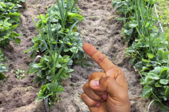 Хорошие сосед клубники: что посадить между кустами для большого урожая и защиты от слизней