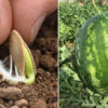 6 секретов успешного выращивания арбузов. Будут большие и сладкие