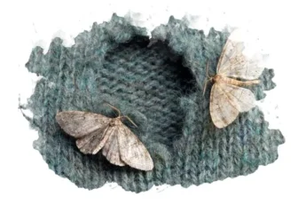 Борьба с молью: 5 простых способов избавиться от насекомых