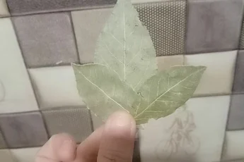 «Уходя из дома, всегда клади лавровый лист в унитаз и результат порадует» – знакомая горничная дала интересный совет. Делюсь результатом